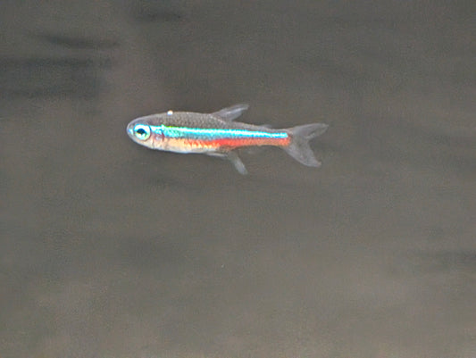 Green Neon Tetra
