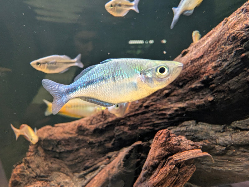 Turquoise Rainbow