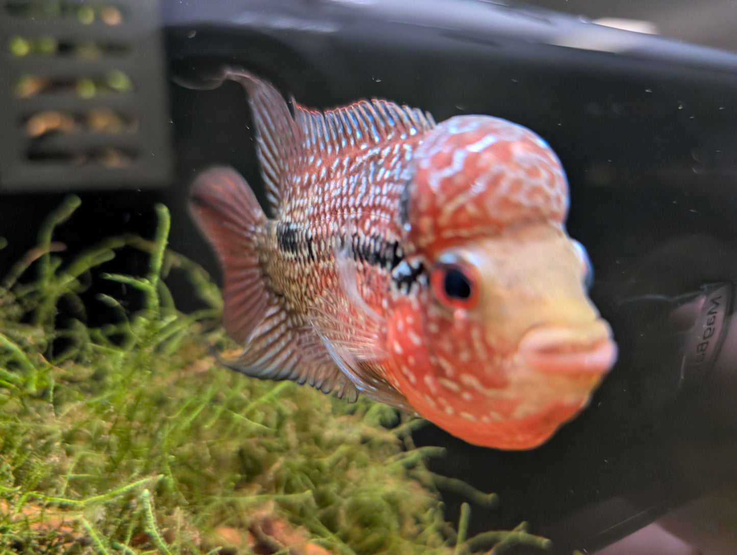 Cherryhump Flowerhorn
