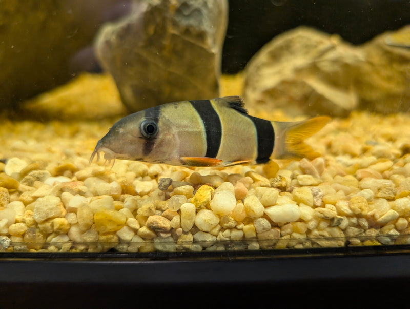 Clown Loach