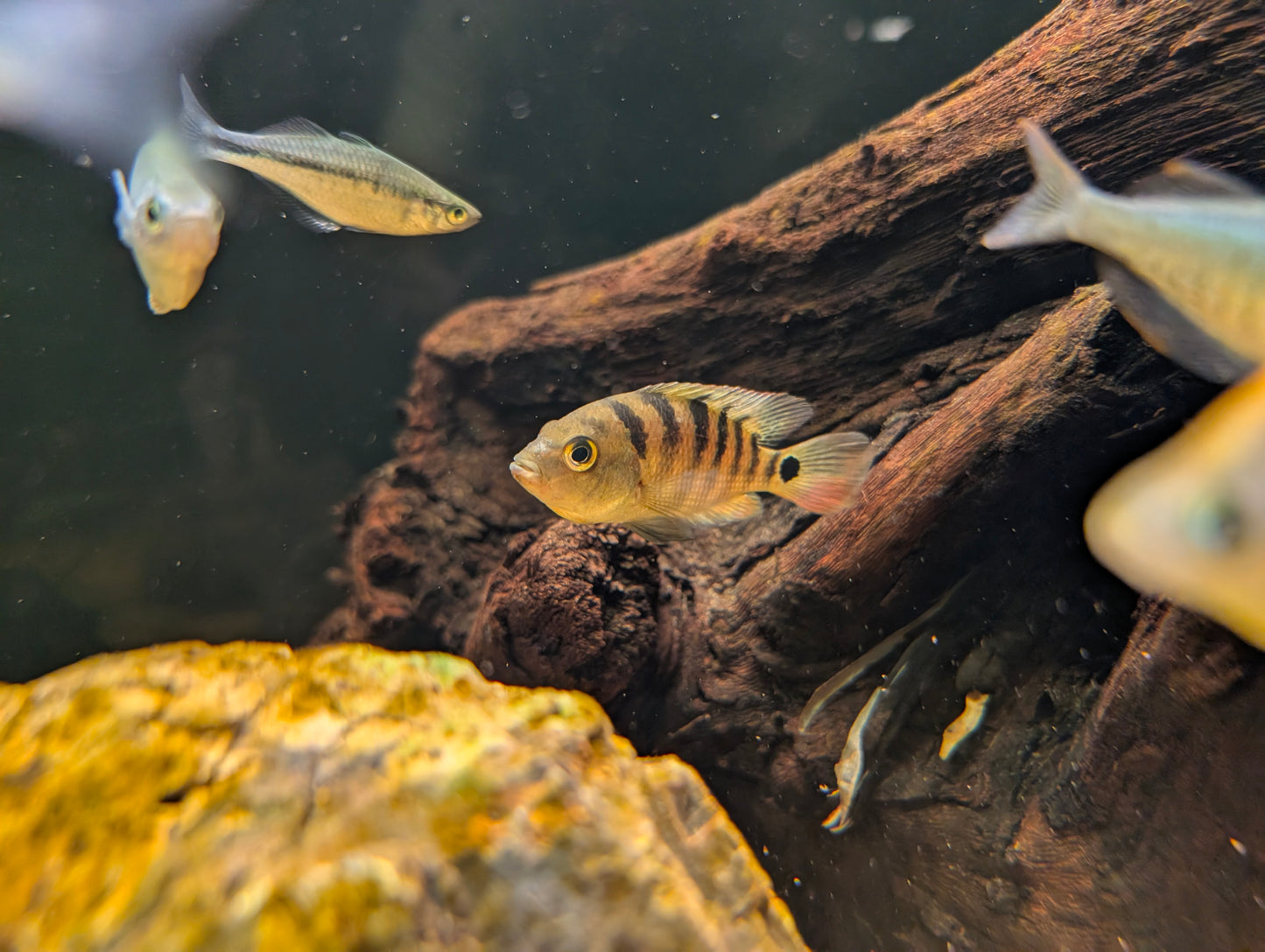 Red myan South American Cichlid