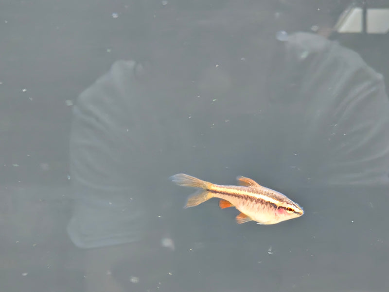 Cherry Barb Veiltail