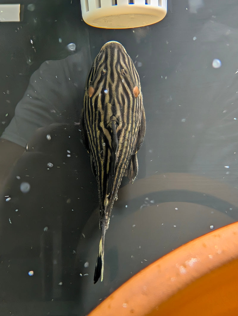 Pleco Xingu Royal L027