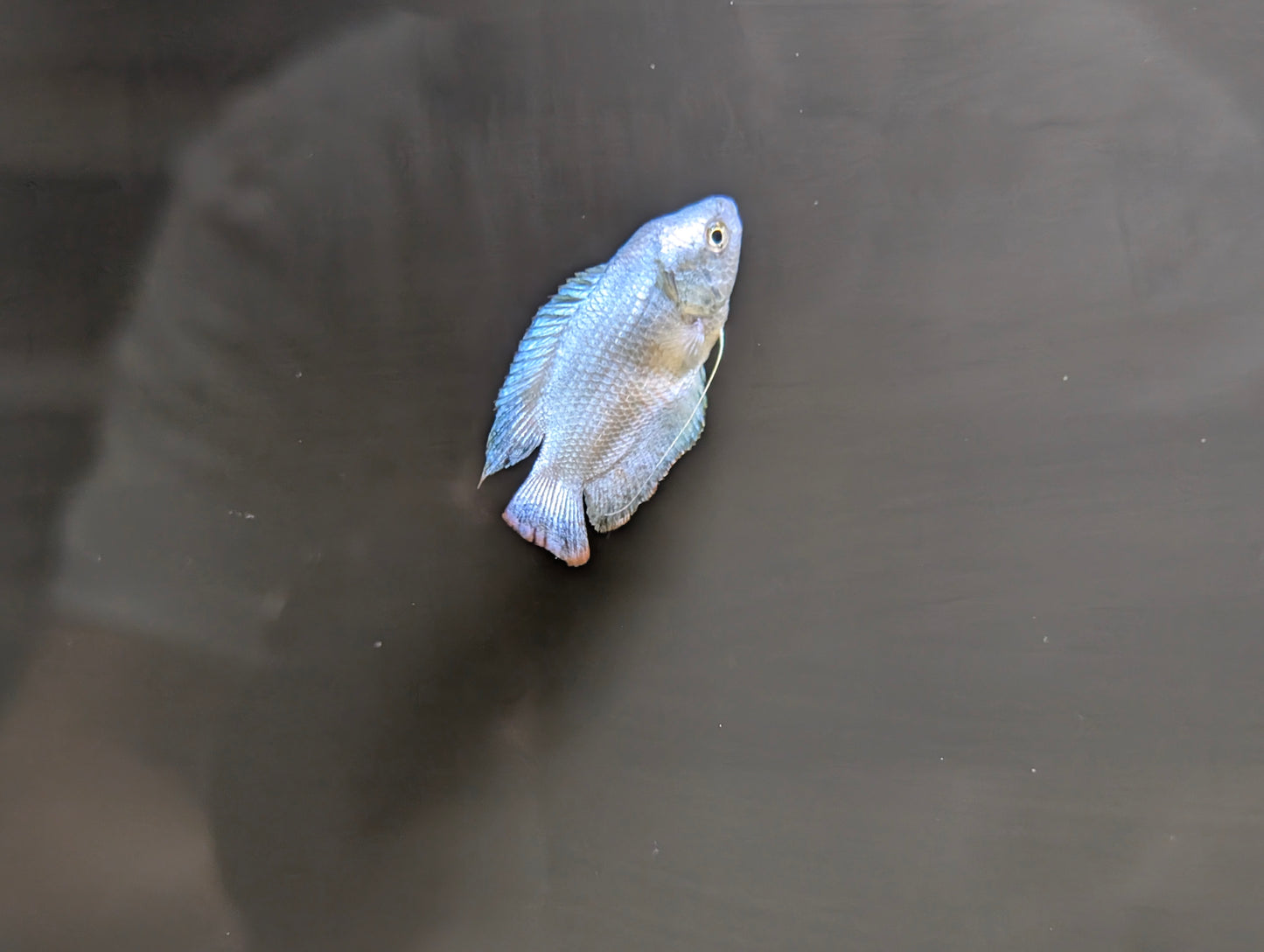 Powder Blue Gourami