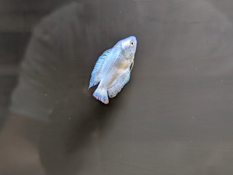 Powder Blue Gourami