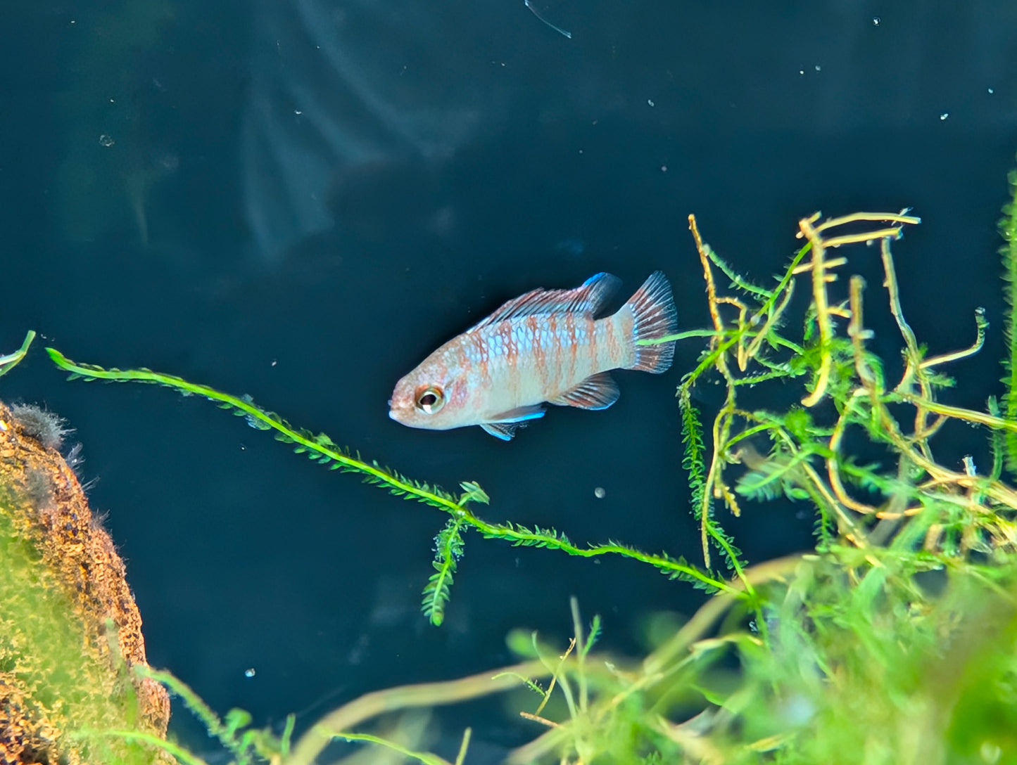 Scarlet Badis