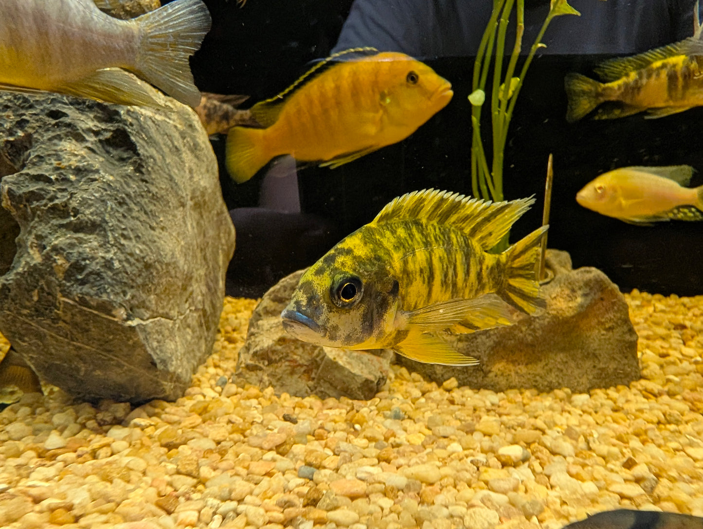 Yellow OB Peacock Cichlid