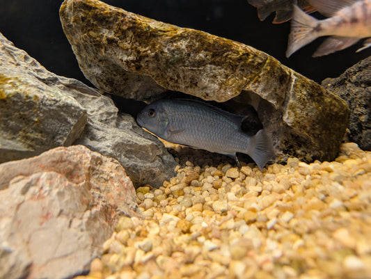 Cobalt Mbuna