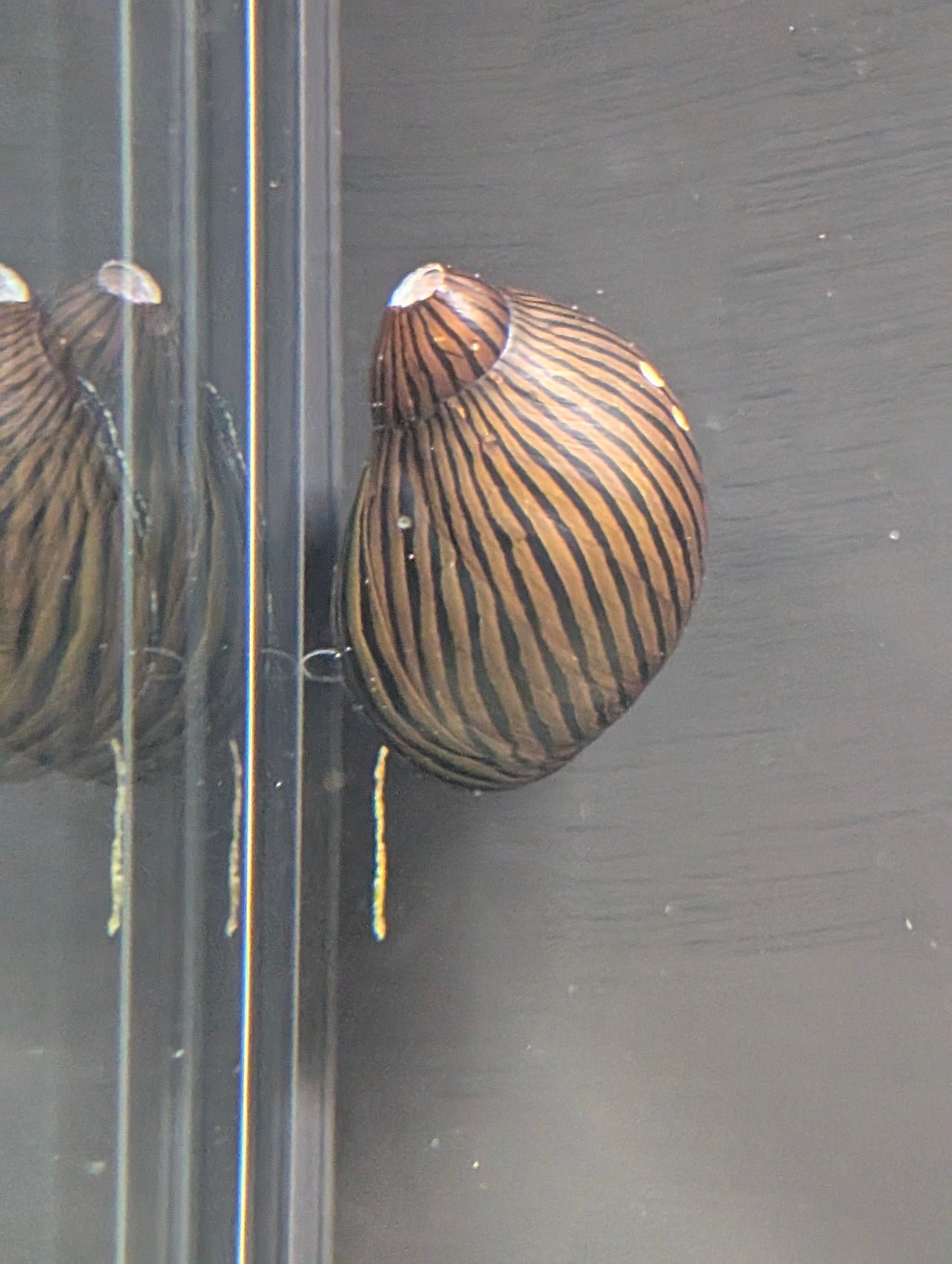 Assorted Nerite Snail