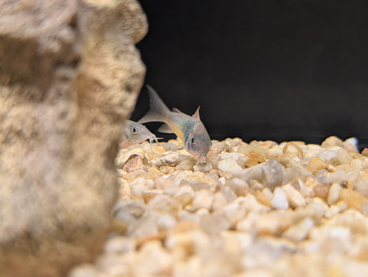 Green aeneus corydoras