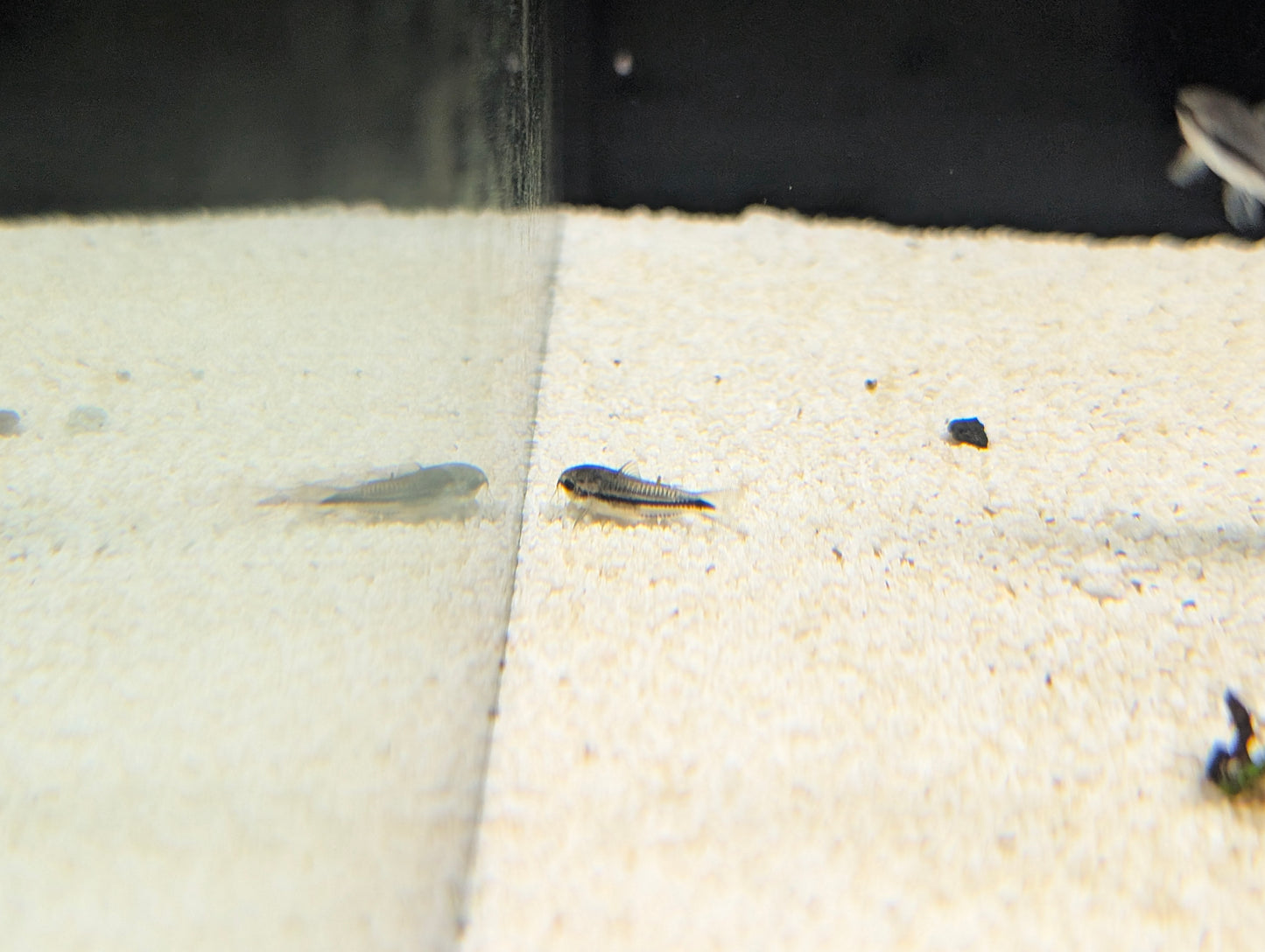 Pygmy Corydoras