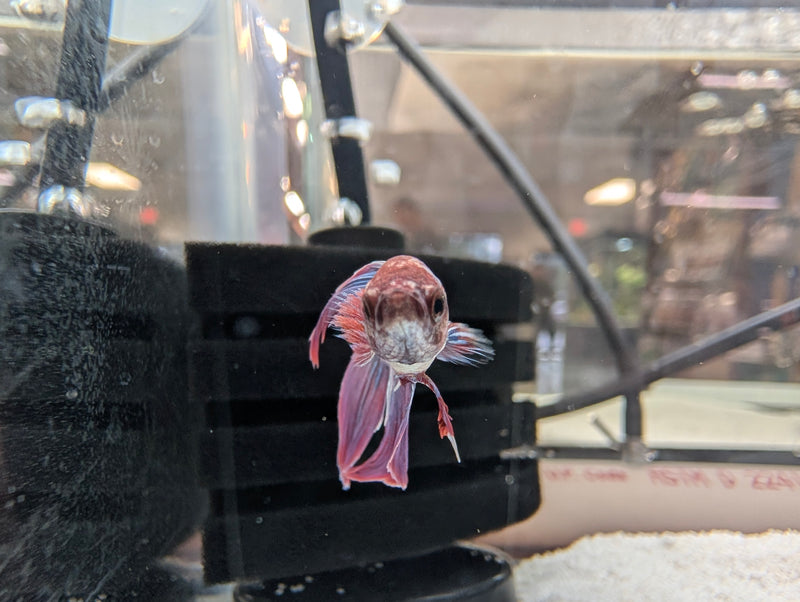 Betta (Male)