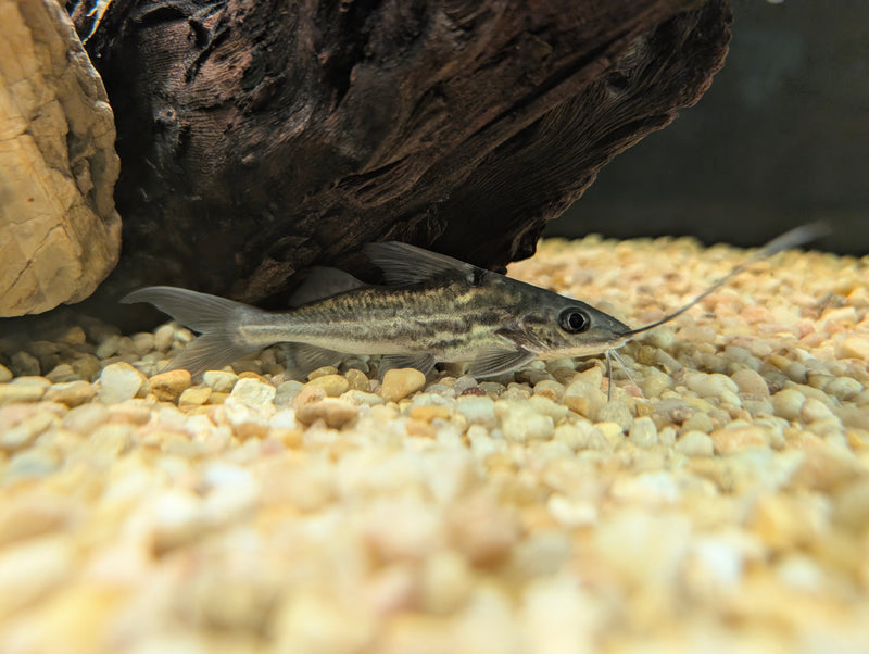 Four Line Pictus Catfish