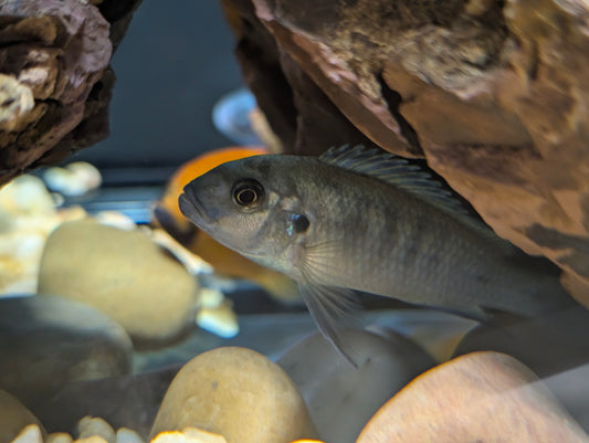 Cobalt blue Mbuna