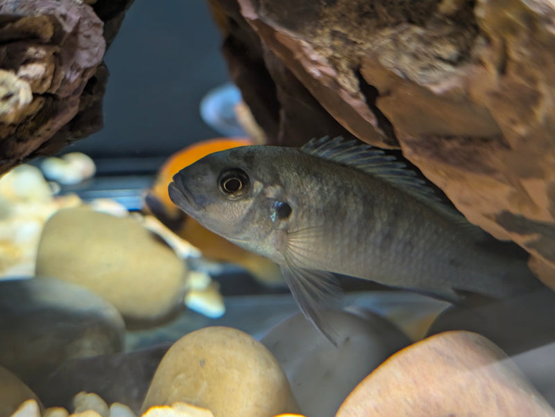 Cobalt blue Mbuna