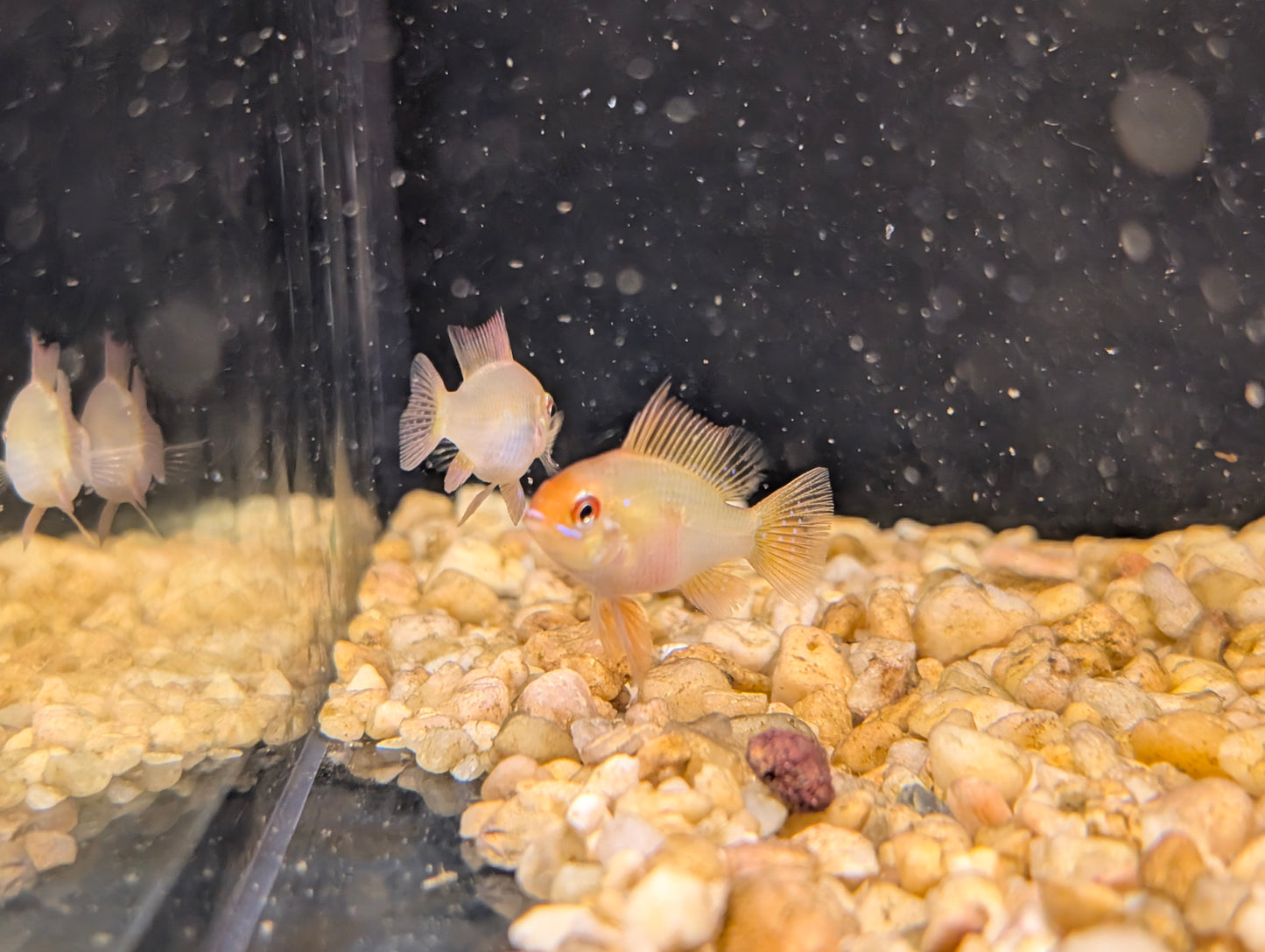 German Gold Ram