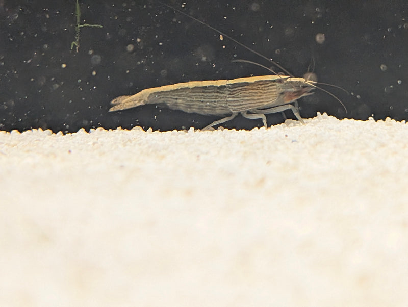Bamboo Shrimp