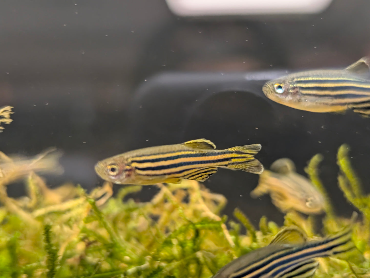 Zebra Danio