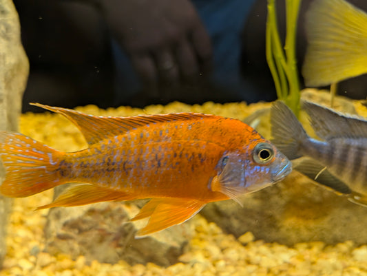 German Red Peacock