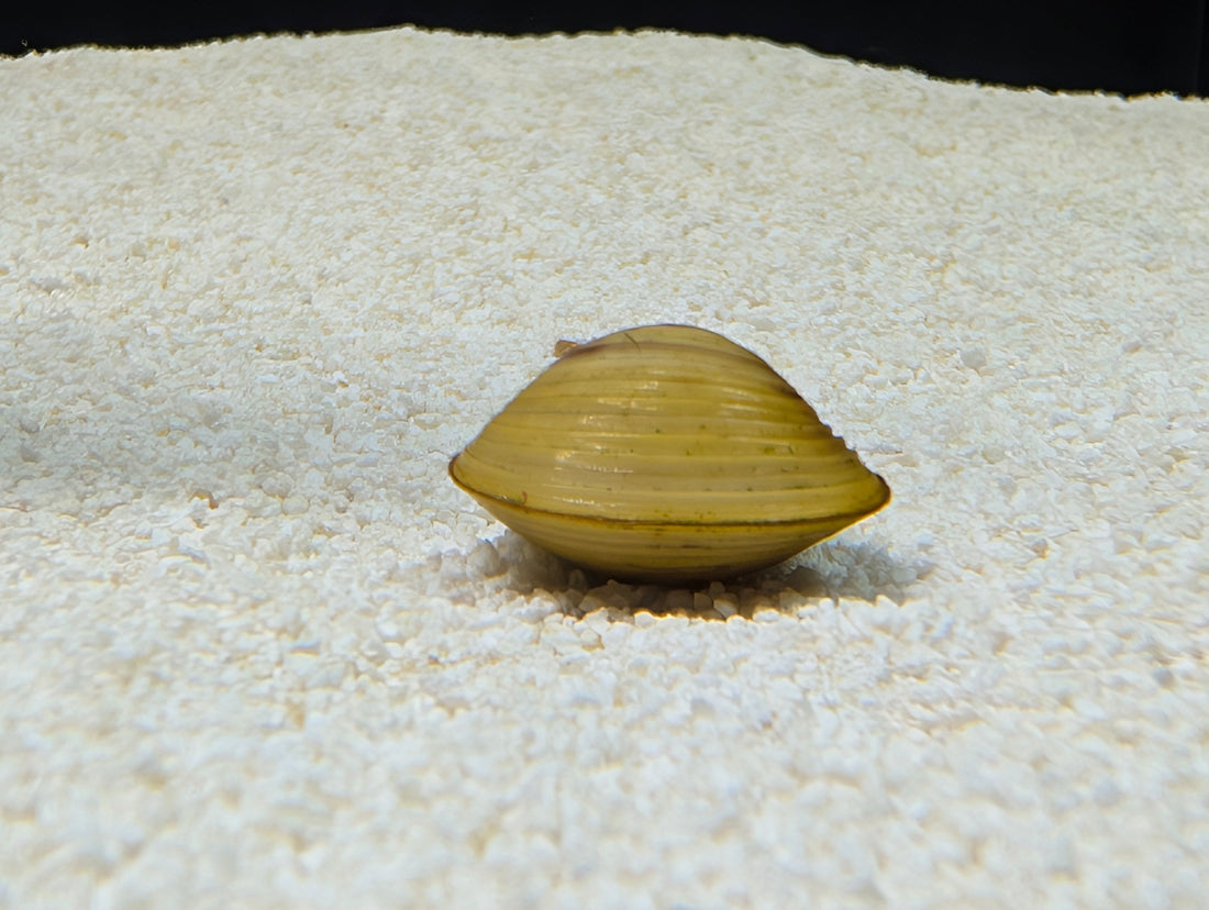 The Freshwater Clam