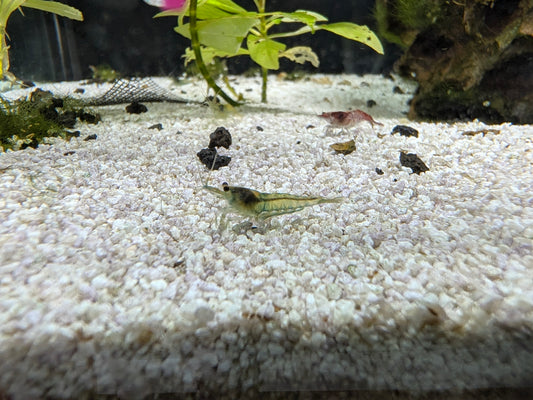 Green Shrimp