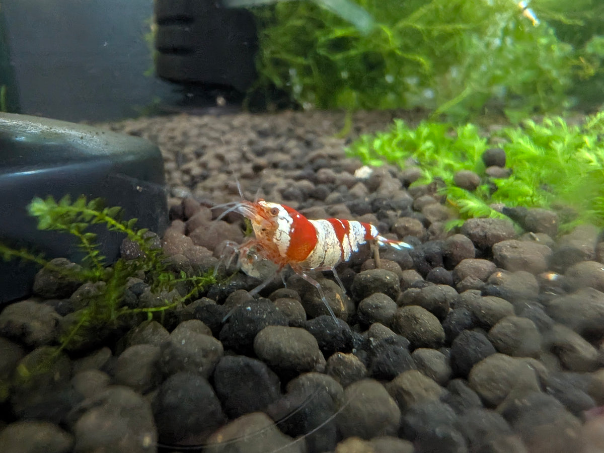 Crystal Red Shrimp