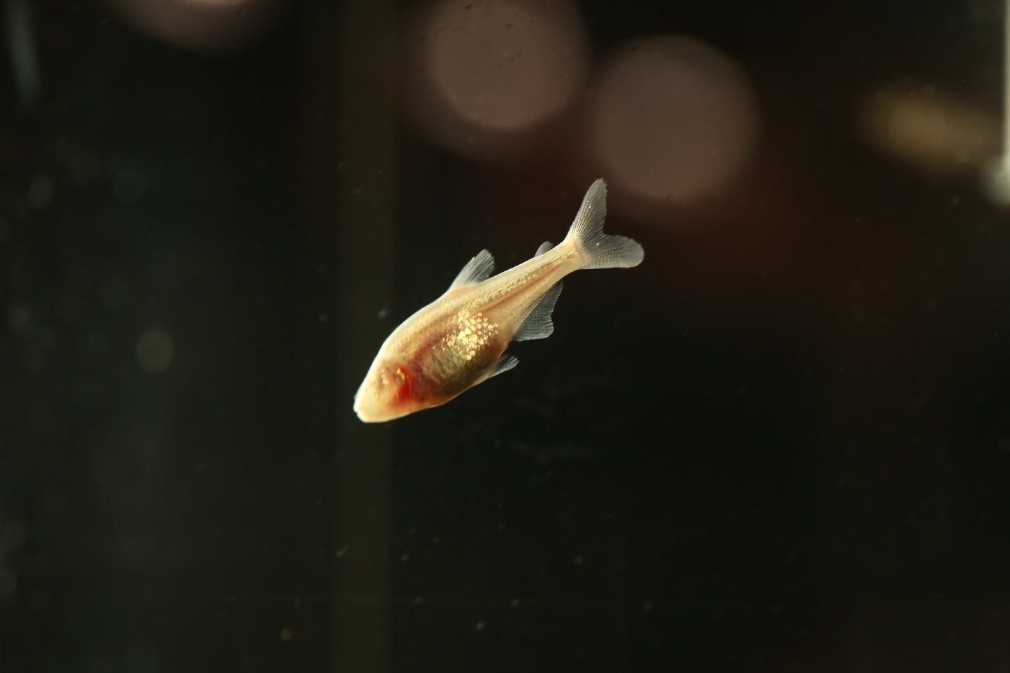 Blind Cave Tetra Reg