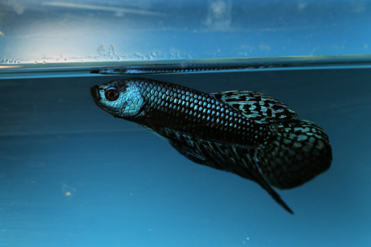Koi Nemo Galaxy Betta Male Lrg