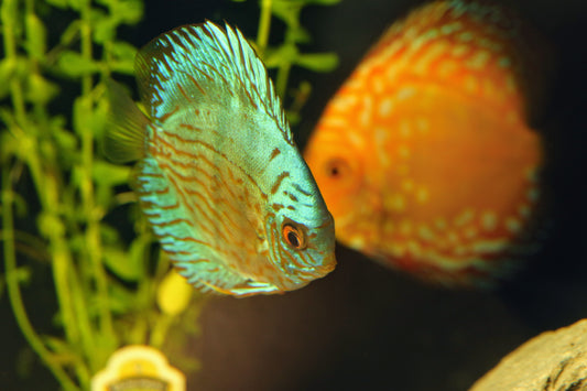 Breeding discus pair