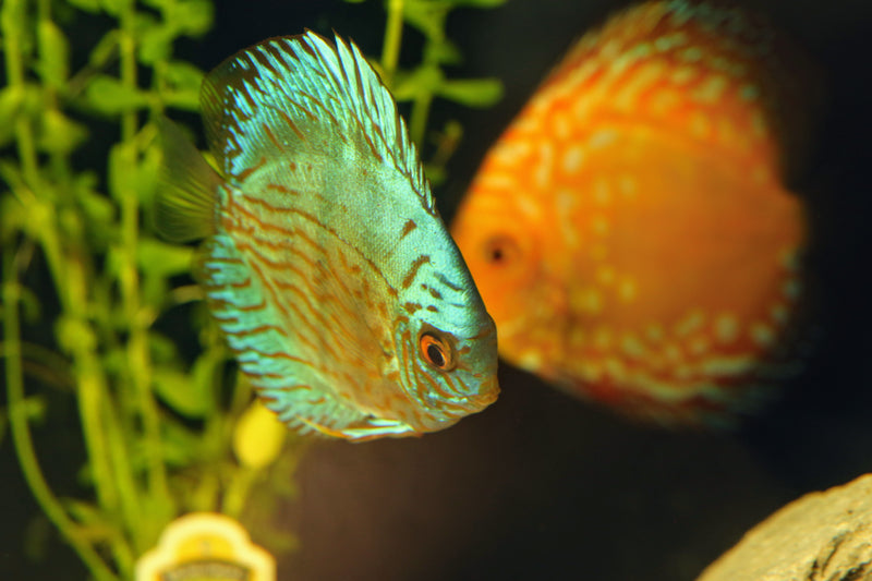Breeding discus pair