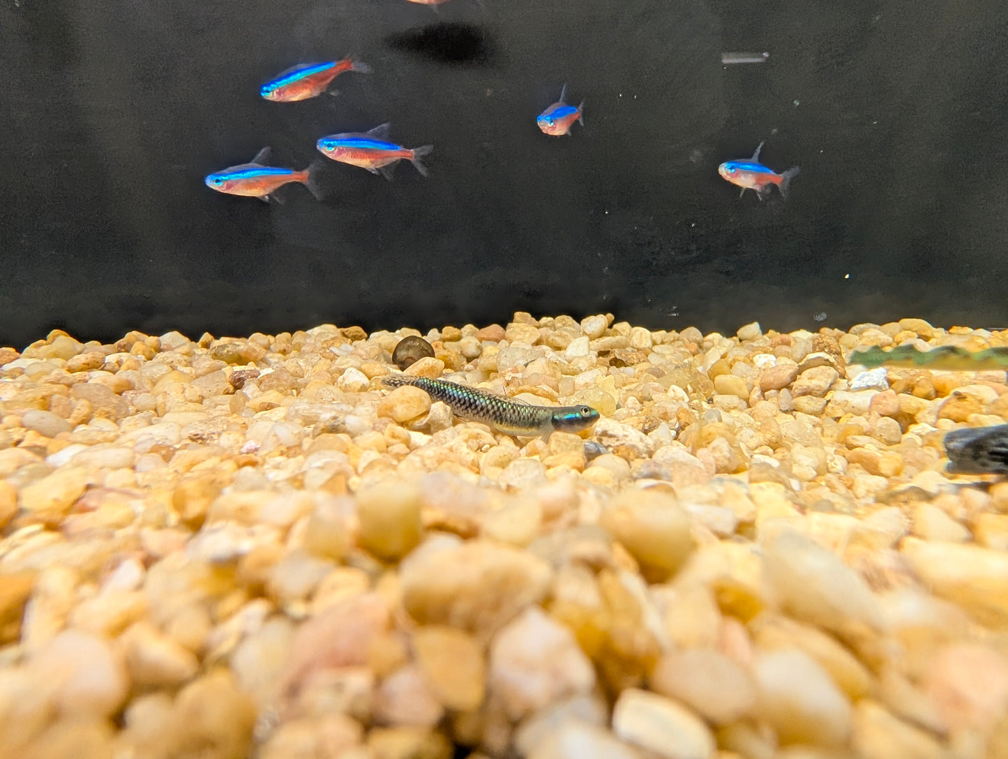 Sumatran Blue Cobalt Goby
