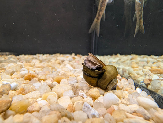 Trapdoor Snail