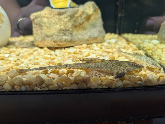 Common whiptail catfish