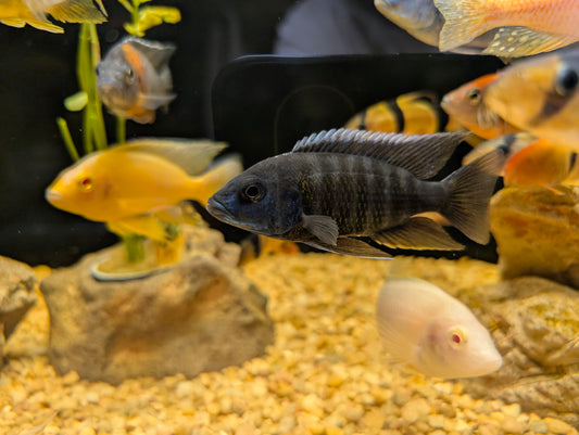 Blue regal peacock