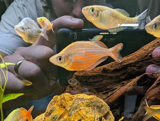 Dorityi Rainbowfish