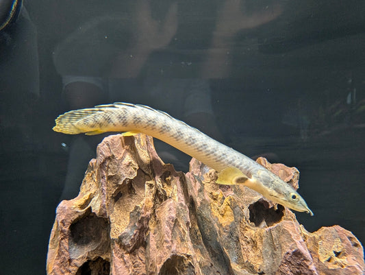 Bichir Mokelembebe