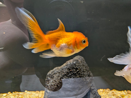 Assorted Oranda Goldfish