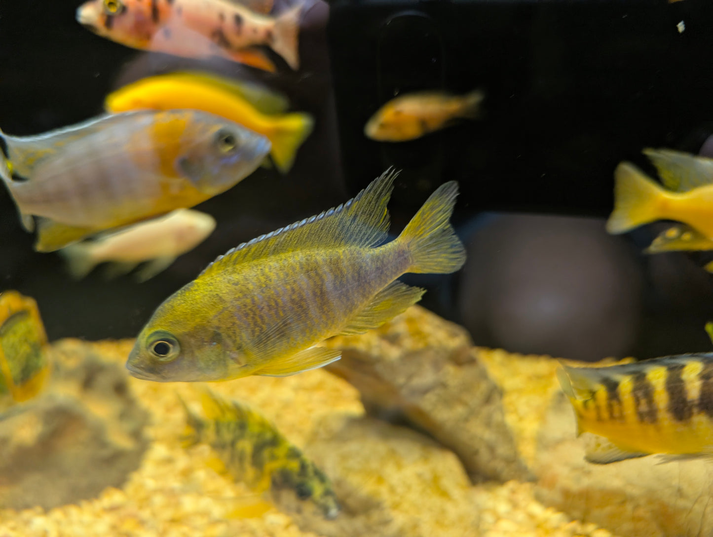 Sunshine peacock large