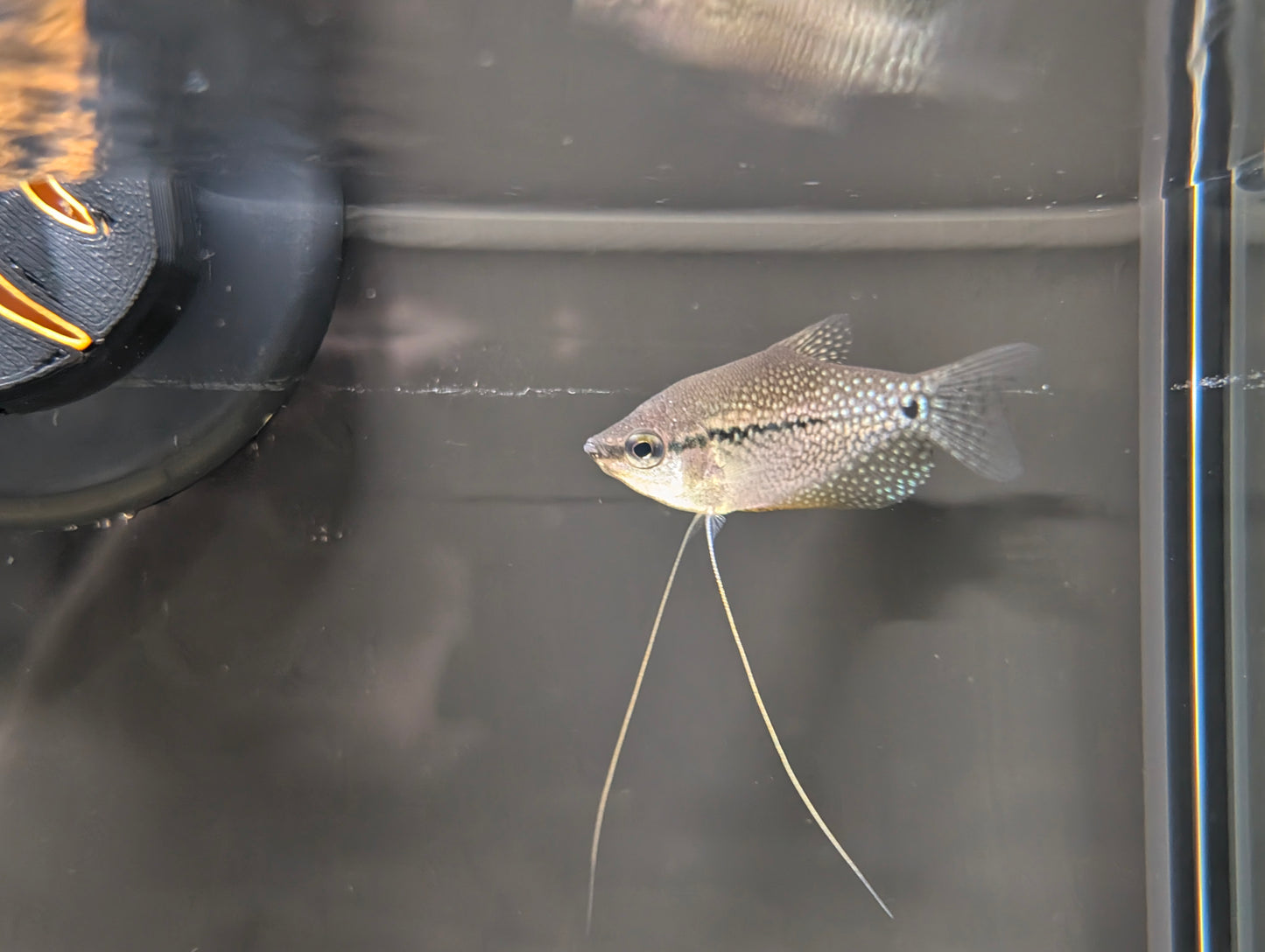 Pearl Leeri Gourami
