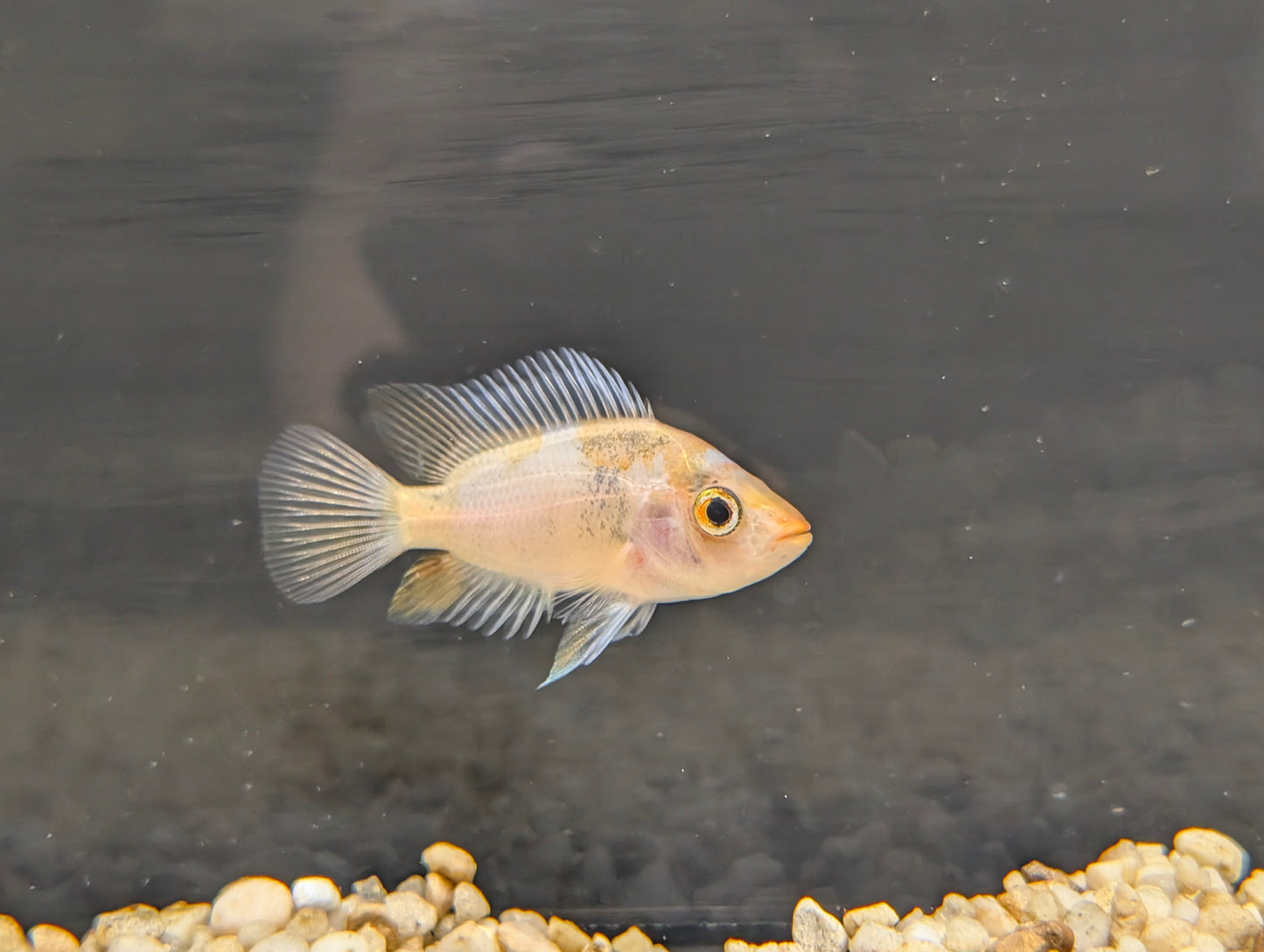 Red Devil Cichlid