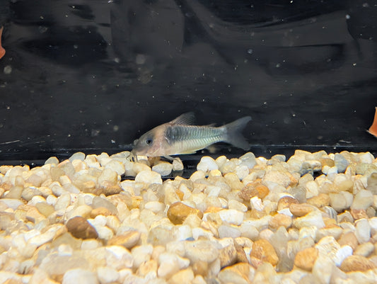 Green Gold Cory