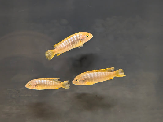 Rusty Cichlid