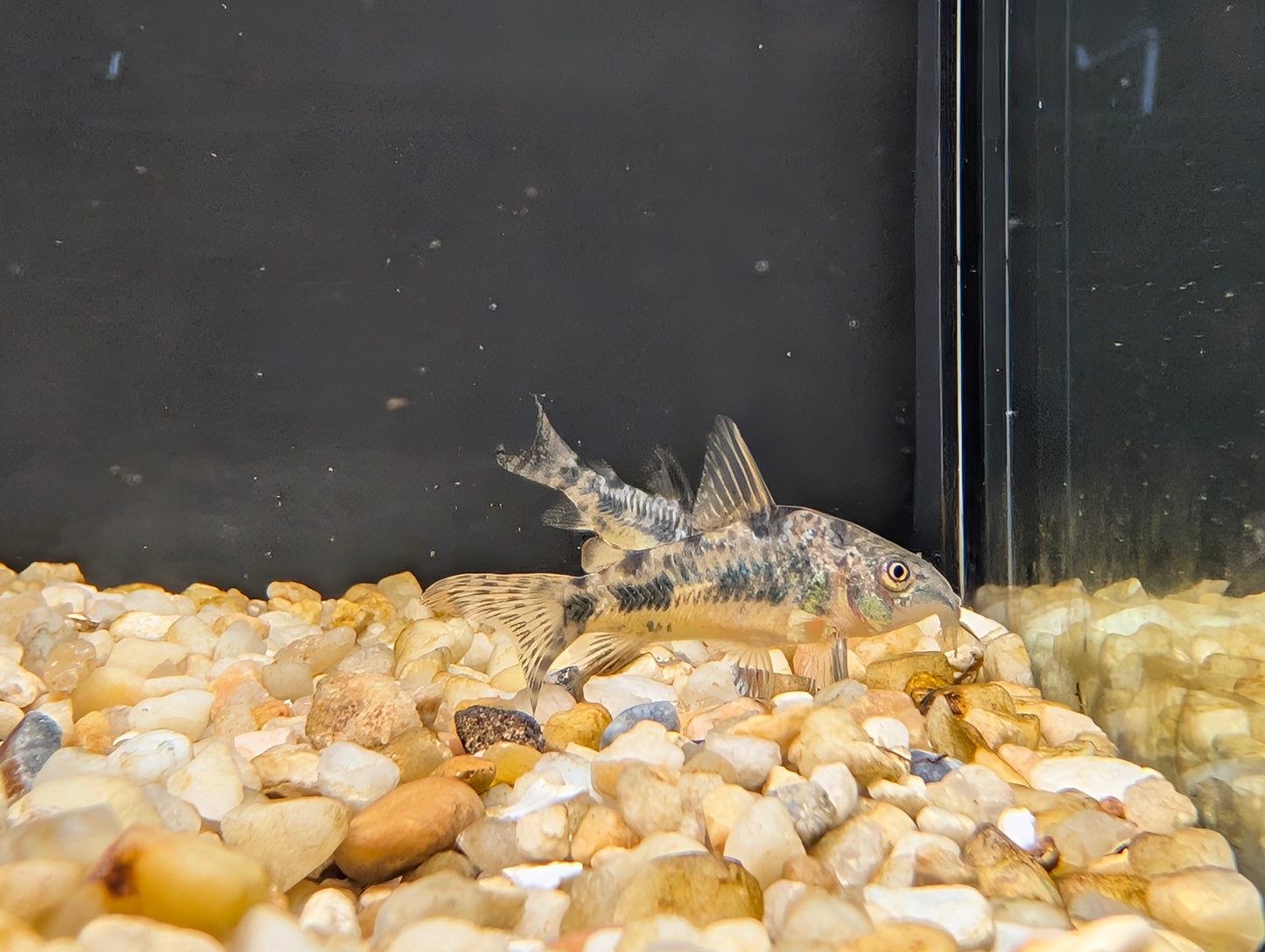 Paleatus Corydoras