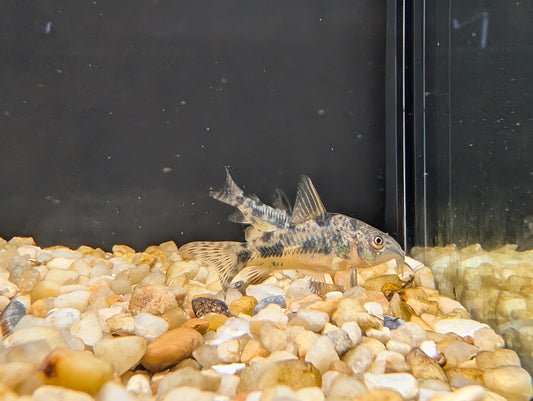 Longfin Paleatus Corydoras