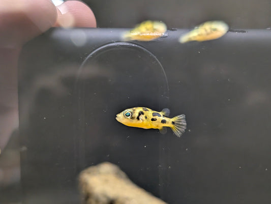 Dwarf Pea Puffer