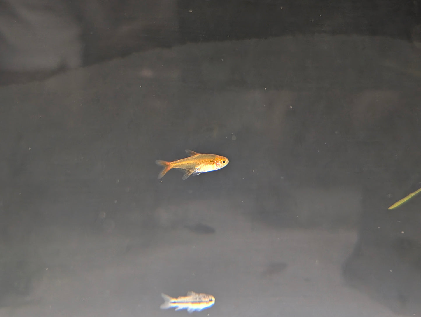 Ember Tetra