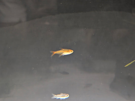 Ember Tetra