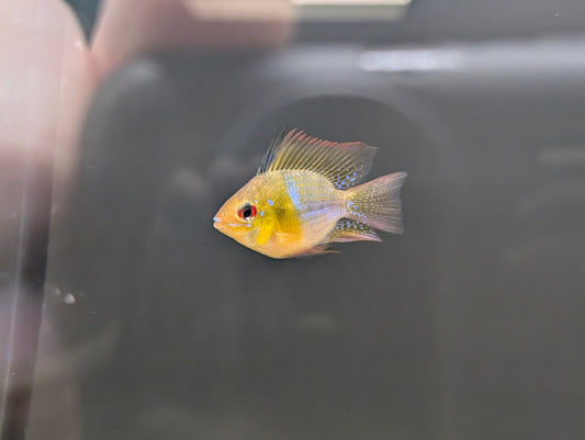Balloon Ram Blue