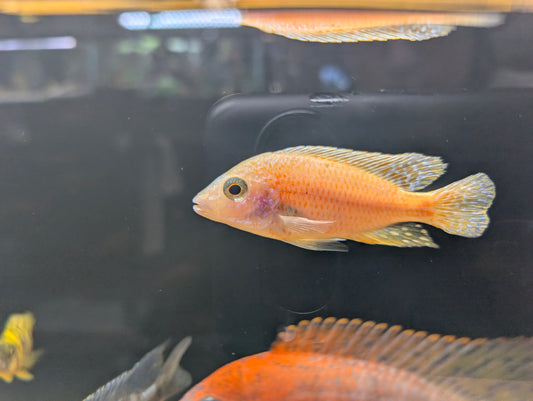 Strawberry Peacock Large
