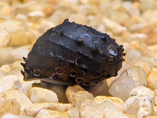 King coopa snail